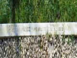 image of grave number 847171